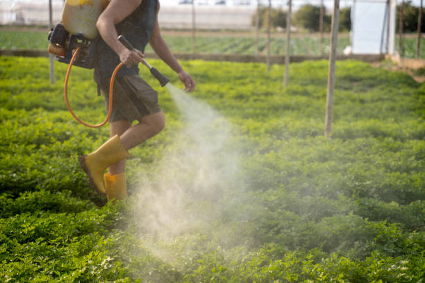 Best Ant Control Services  in Dodge Center, MN